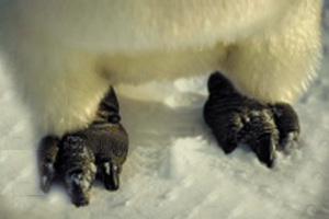07_05_penguine.tif
