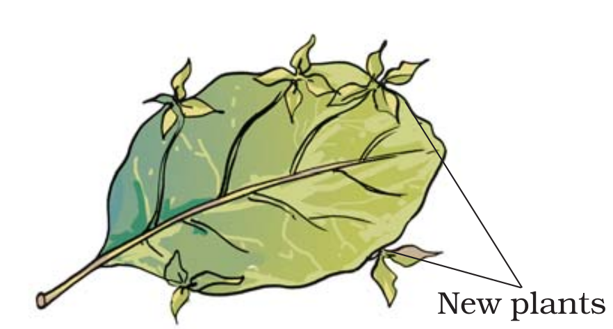 bryophyllum