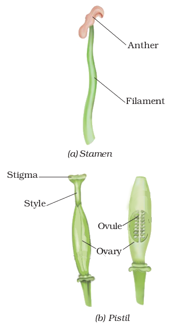 pistil