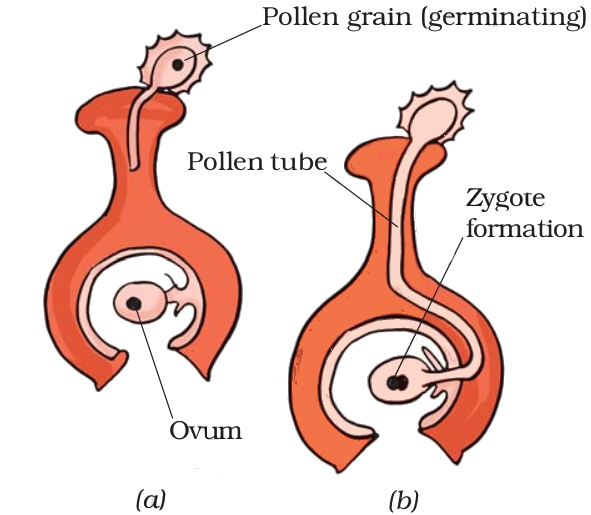 pollen_grain