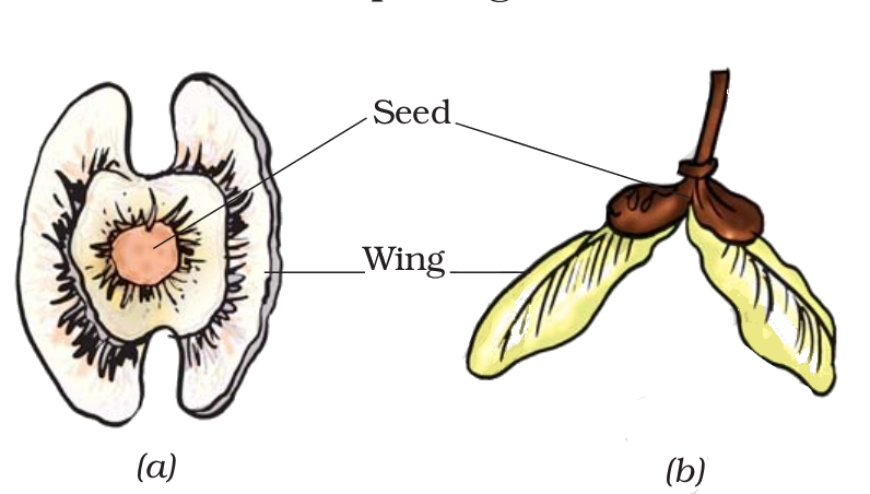 seeds