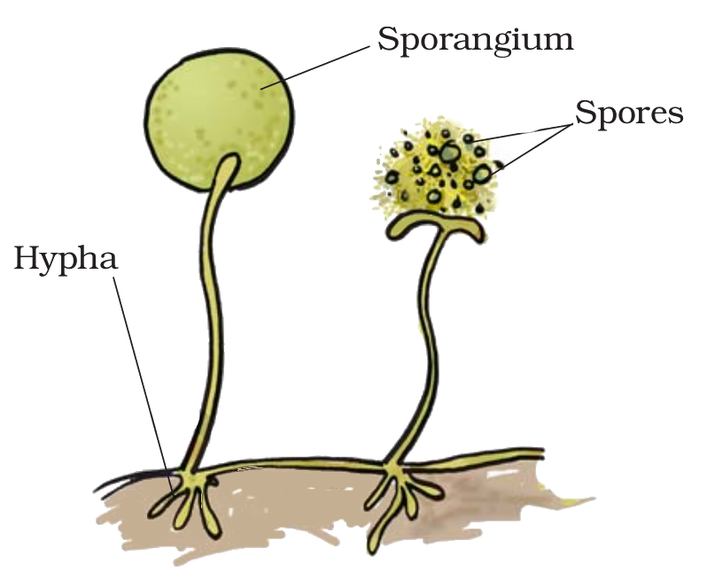 spores
