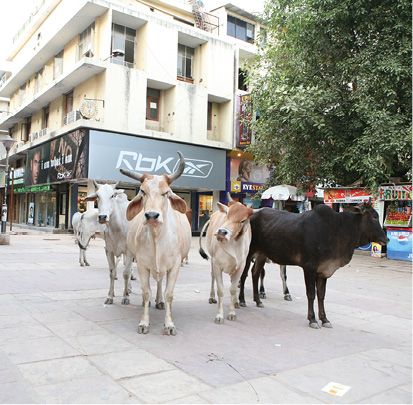 ad-cow.tif