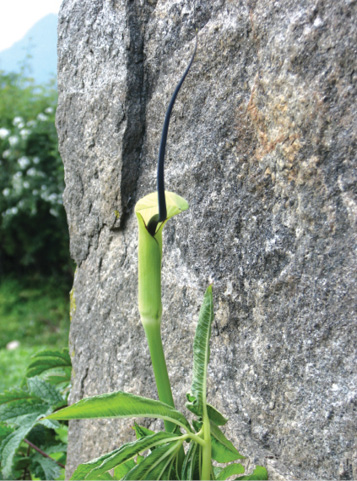 cobra%20lily.tif